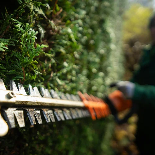 Sövény- és bokorvágás